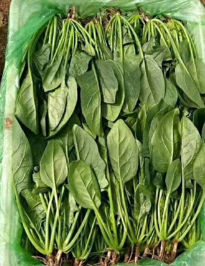 精品大叶菠菜批发大叶菠菜20~30公分货量巨大日供10斤