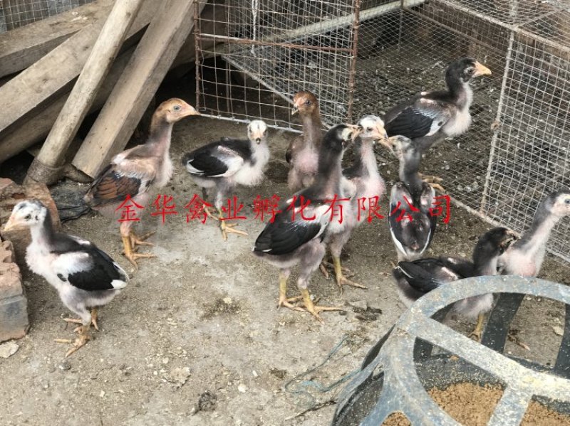 斗鸡苗