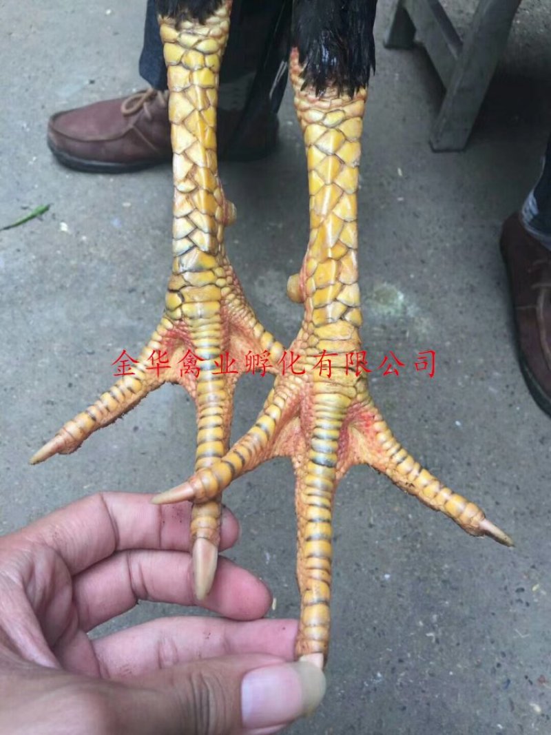 斗鸡苗