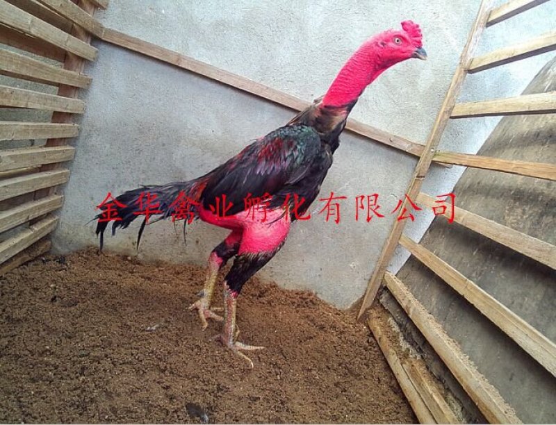 斗鸡苗