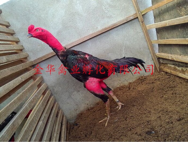 斗鸡苗