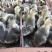 狮头鹅苗