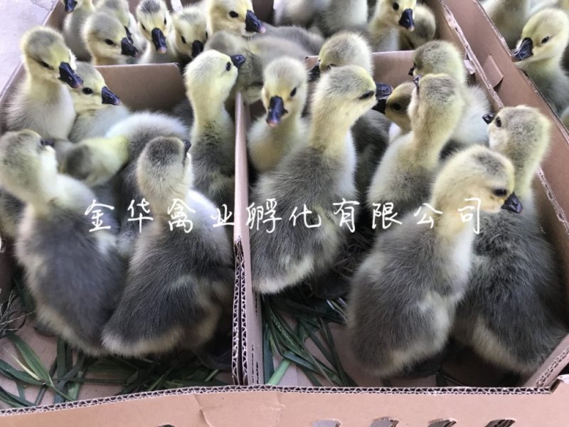 狮头鹅苗