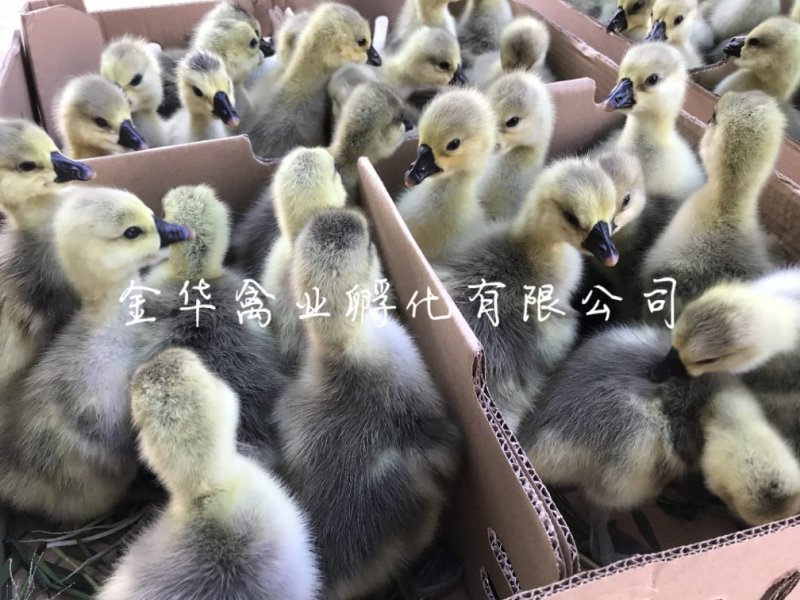 狮头鹅苗
