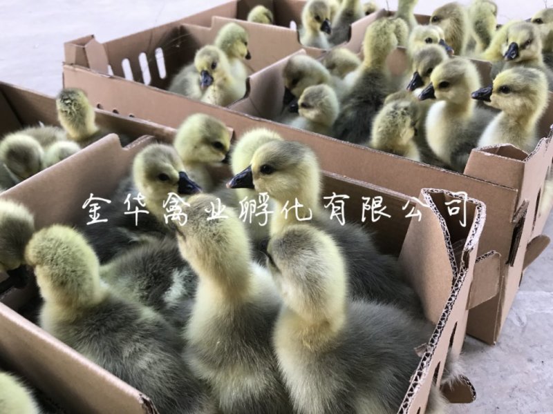 狮头鹅苗