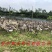 马岗鹅苗
