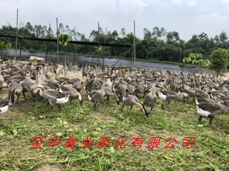 马岗鹅苗