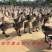 马岗鹅苗