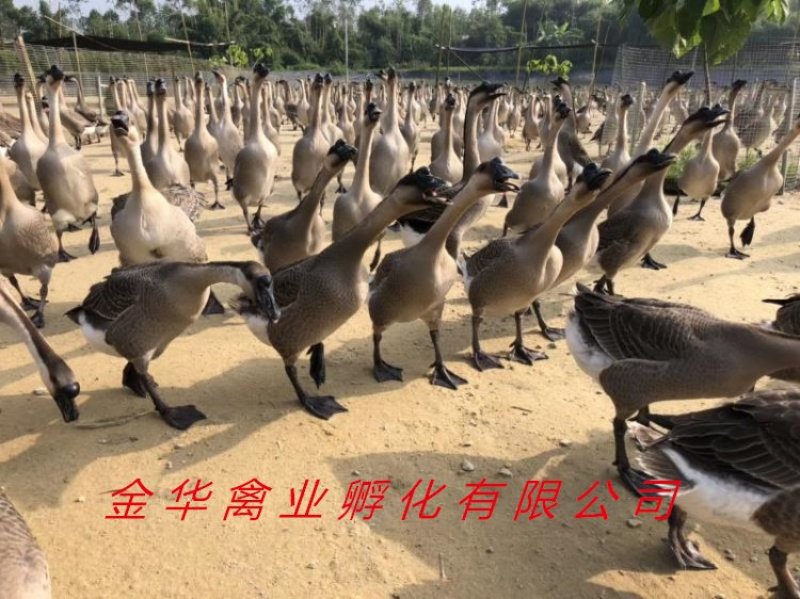 马岗鹅苗