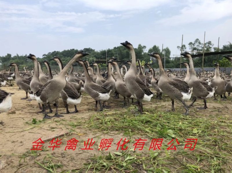 马岗鹅苗