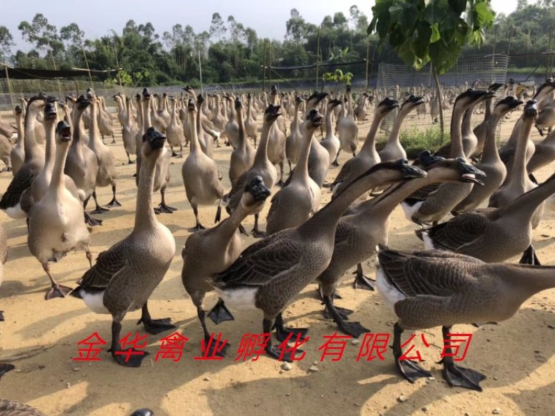 马岗鹅苗