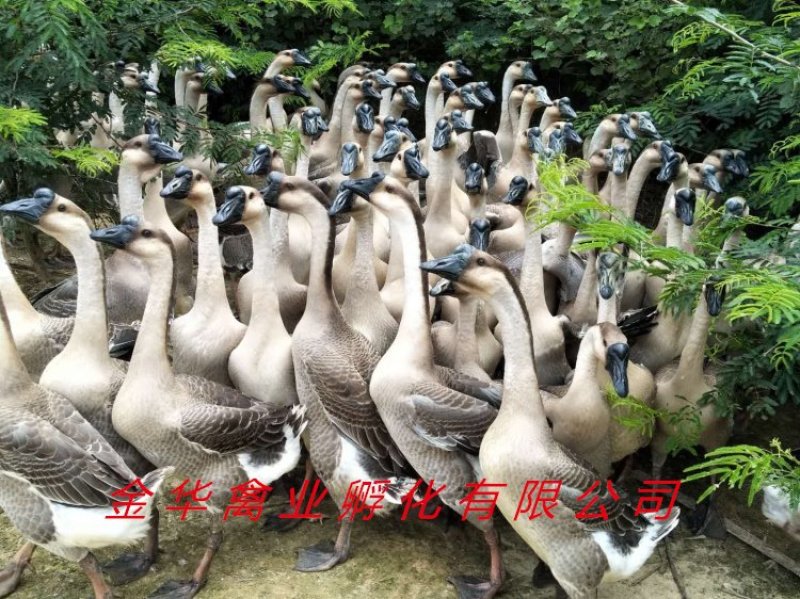 马岗鹅苗