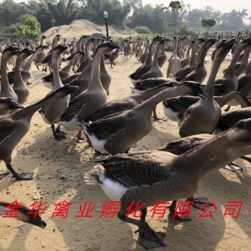 马岗鹅苗