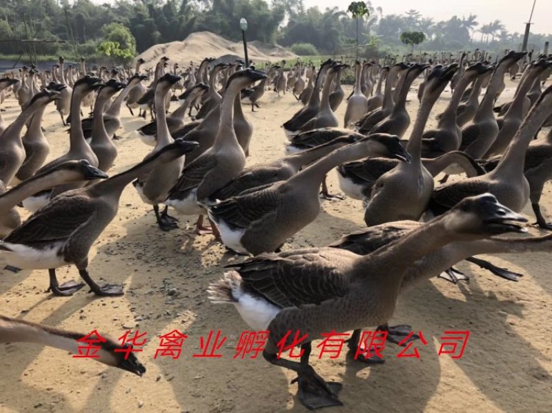 马岗鹅苗