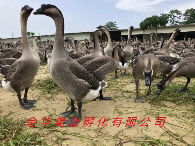 马岗鹅苗
