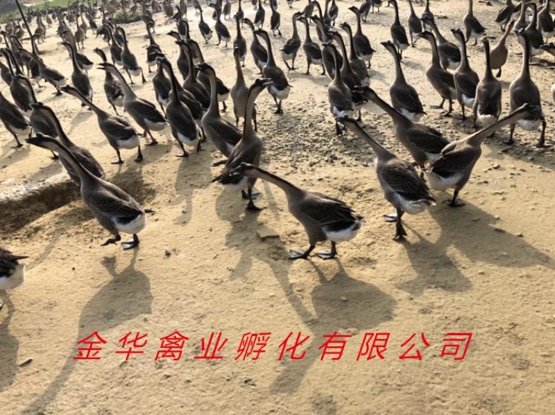 马岗鹅苗