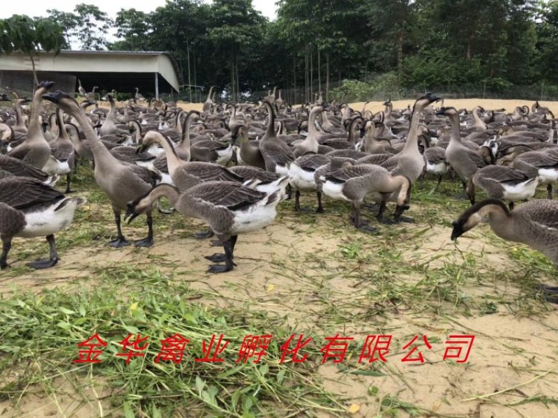 马岗鹅苗