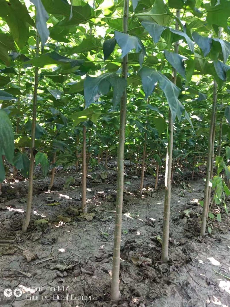 楸树3公分
