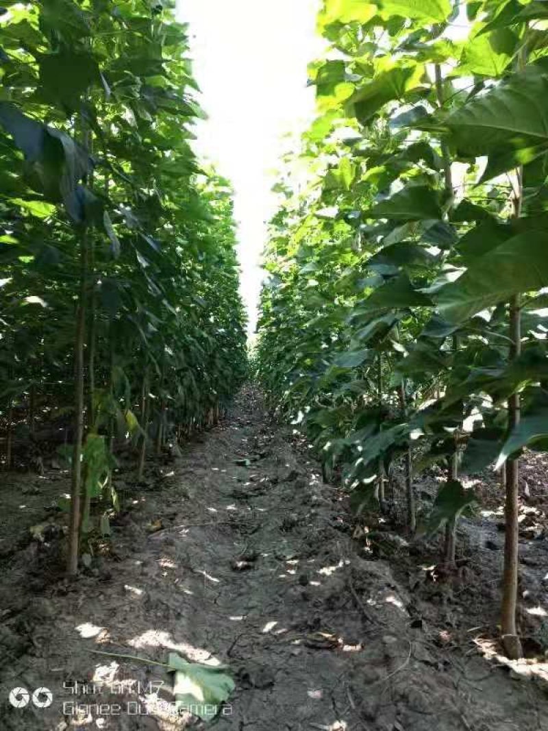楸树3公分