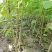 楸树3公分