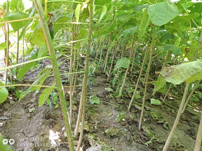 楸树3公分