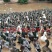 杂交鸭苗