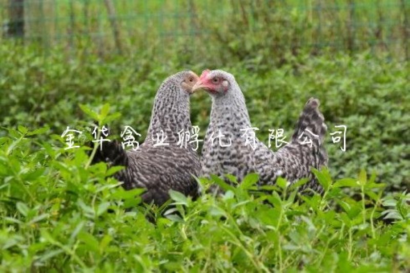 芦花鸡苗