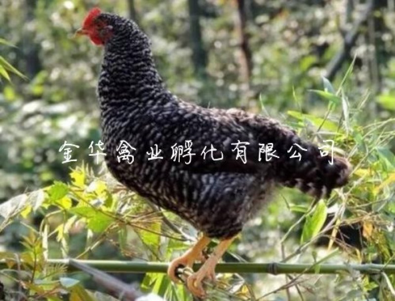 芦花鸡苗