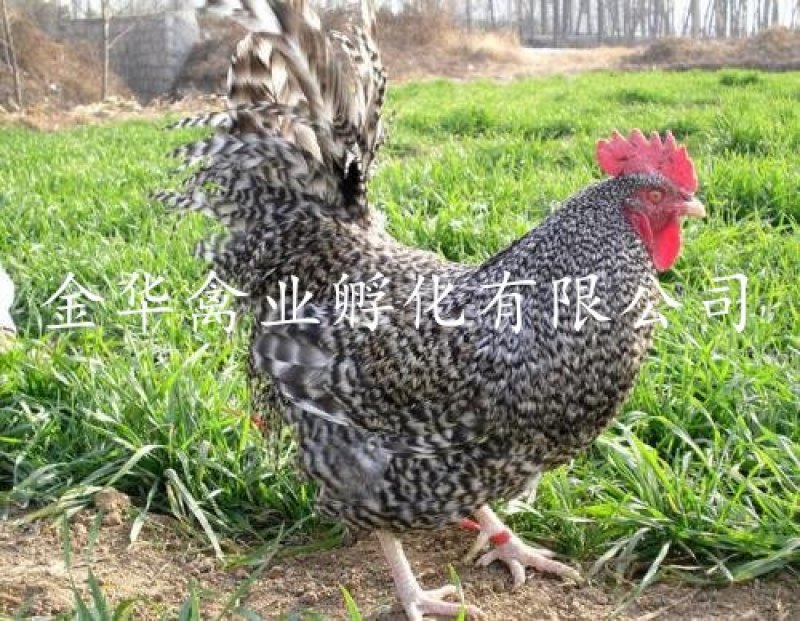 芦花鸡苗