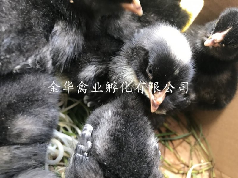 芦花鸡苗