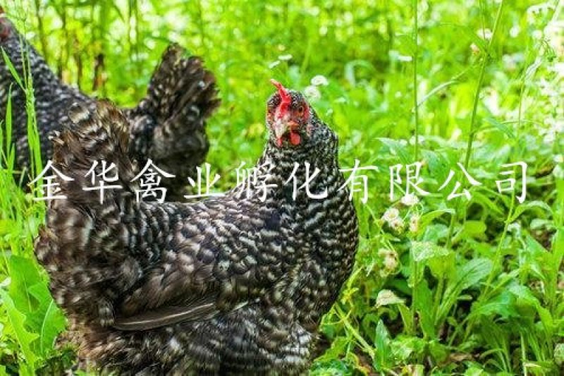 芦花鸡苗