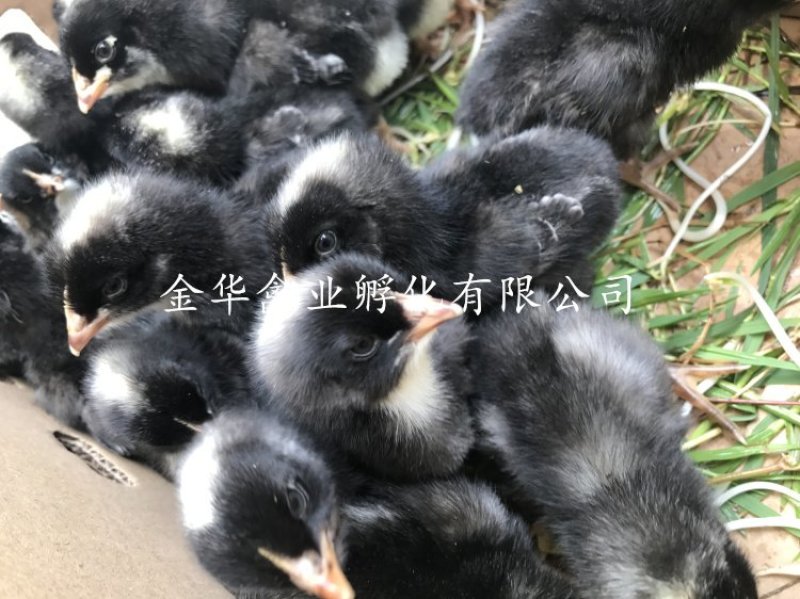 芦花鸡苗