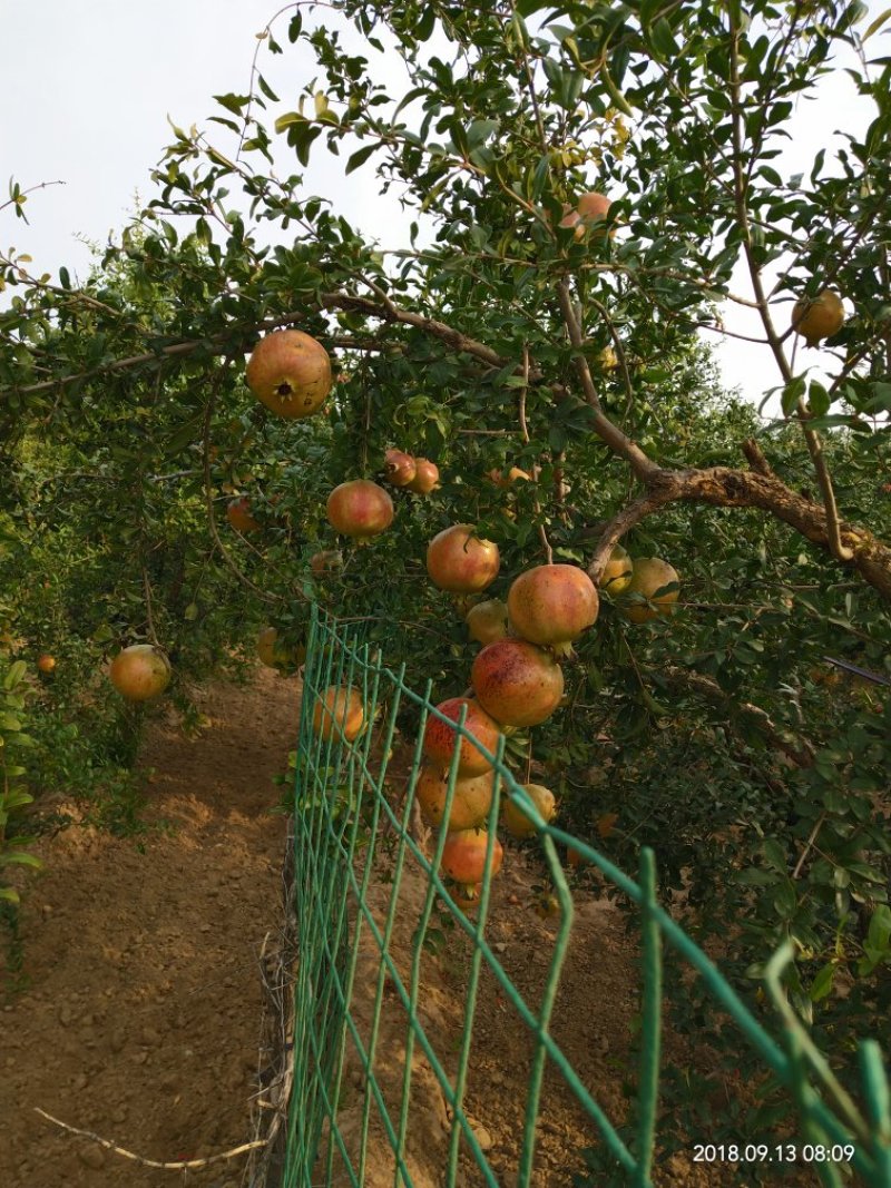 河南创业老兵精心培育突尼斯软籽石榴树苗保证纯度保湿发货