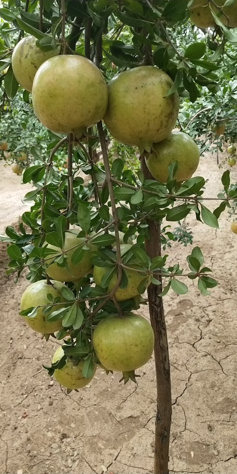 河南创业老兵精心培育突尼斯软籽石榴树苗保证纯度保湿发货