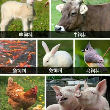 碎玉米