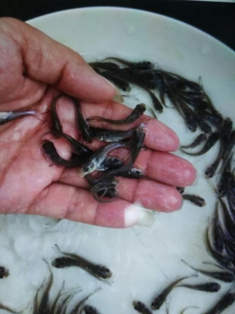 美国斑点叉尾鮰鱼苗，江团鱼苗，规格齐全，活跃生猛的