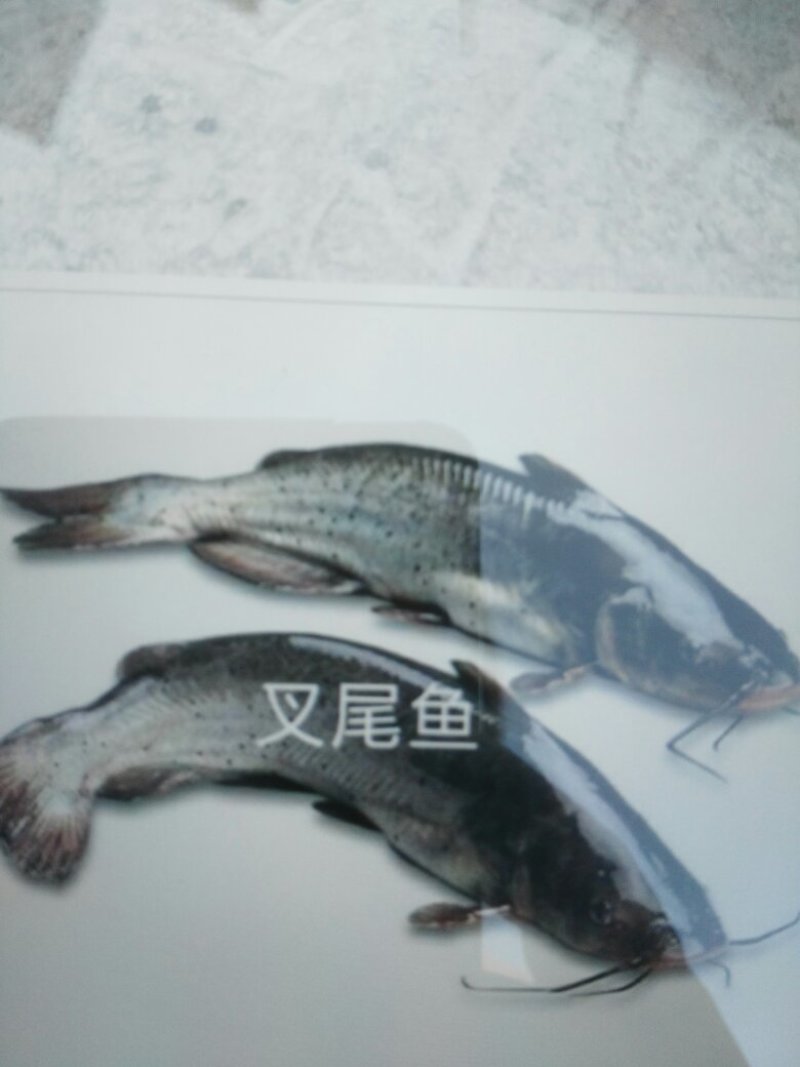 美国斑点叉尾鮰鱼苗，江团鱼苗，规格齐全，活跃生猛的