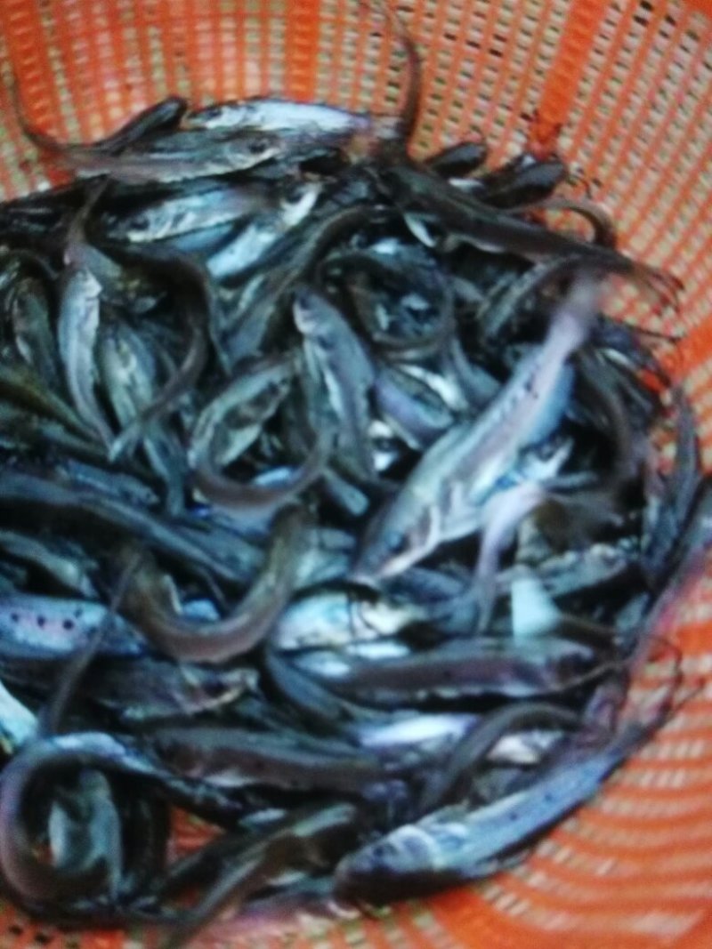 美国斑点叉尾鮰鱼苗，江团鱼苗，规格齐全，活跃生猛的
