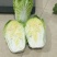 黄心大白菜，杠菜6-10斤以上净菜300万斤