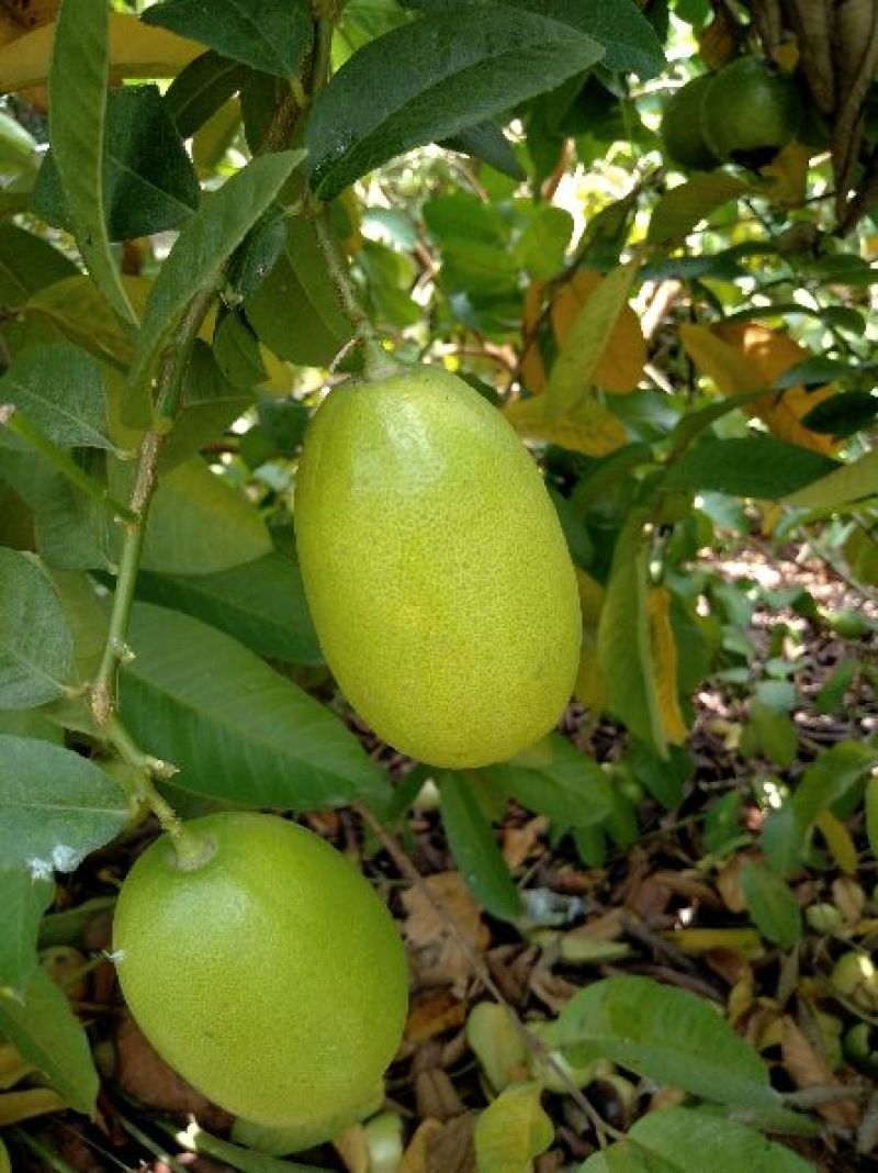 香水柠檬树苗30~50cm