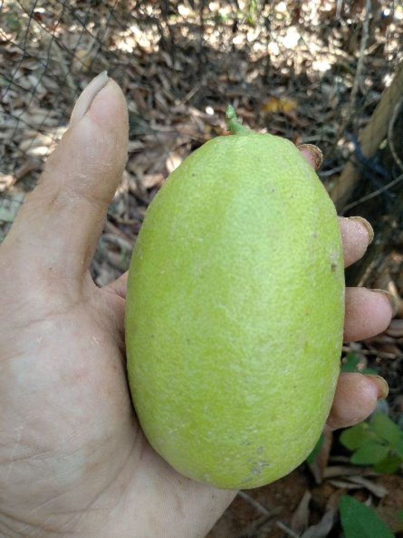 香水柠檬树苗30~50cm