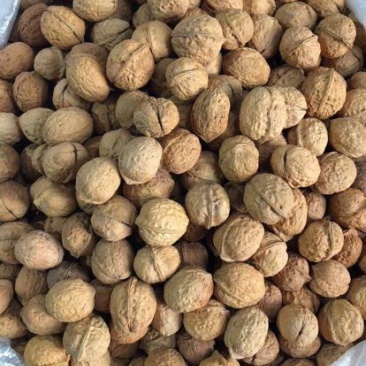 薄皮核桃最新最优质核桃