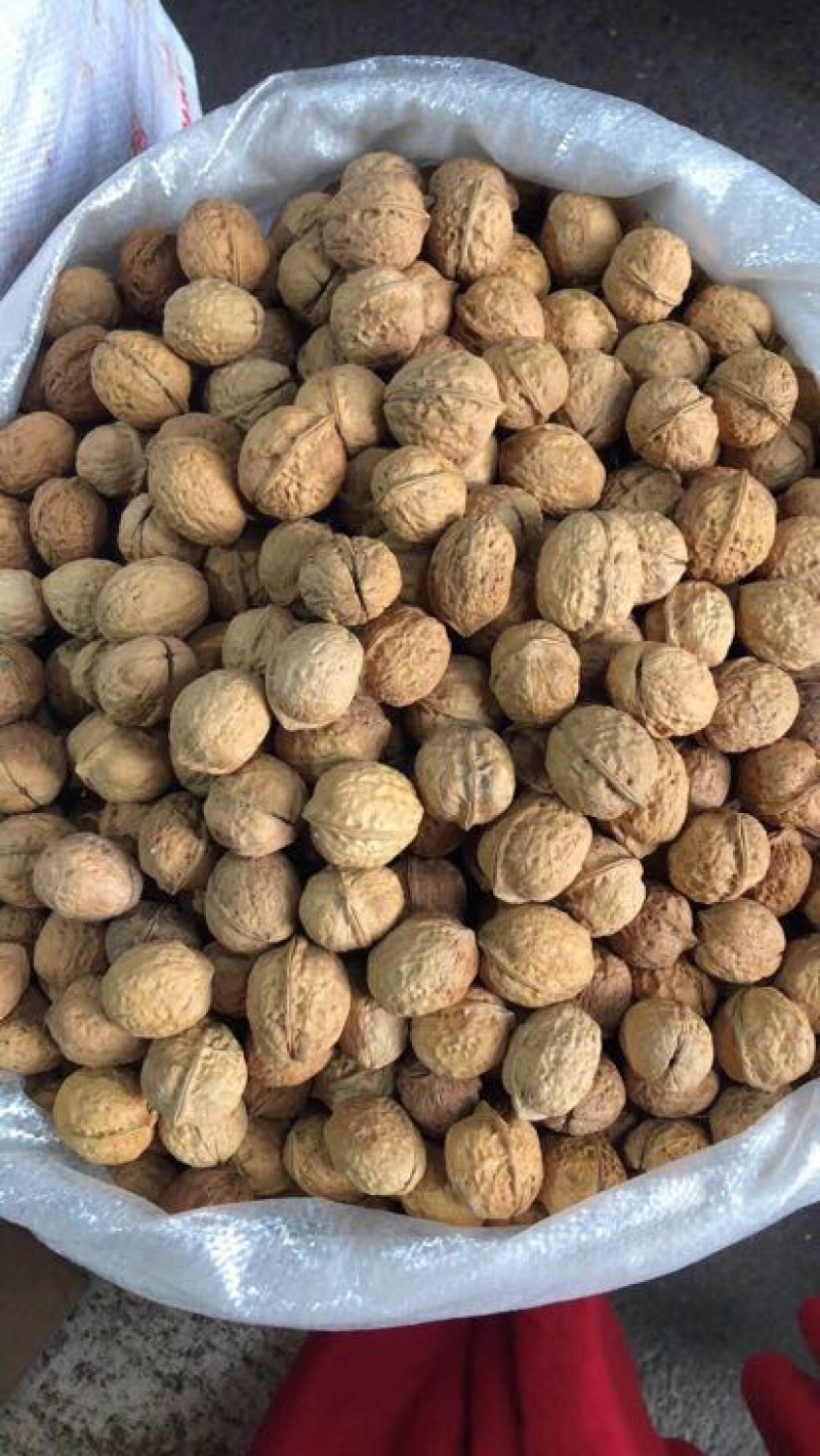 薄皮核桃最新最优质核桃