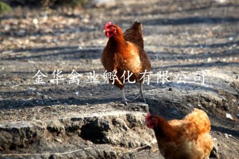 海南褐蛋鸡苗