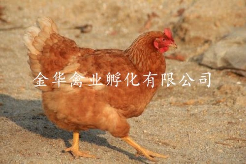 海南褐蛋鸡苗