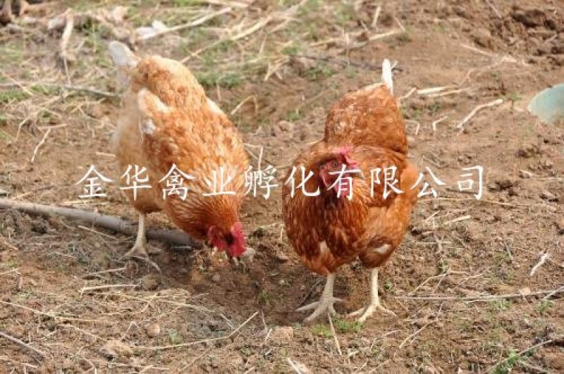 海南褐蛋鸡苗
