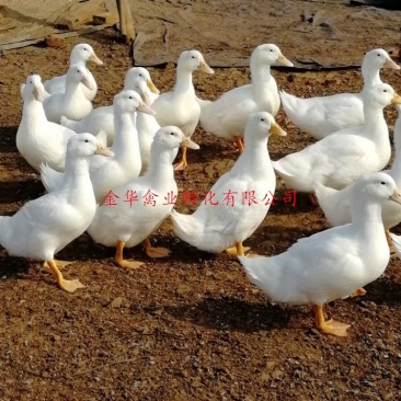白鸭苗