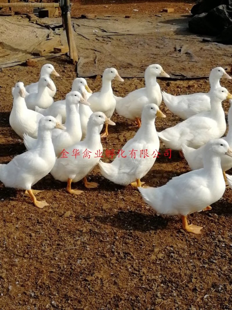白鸭苗