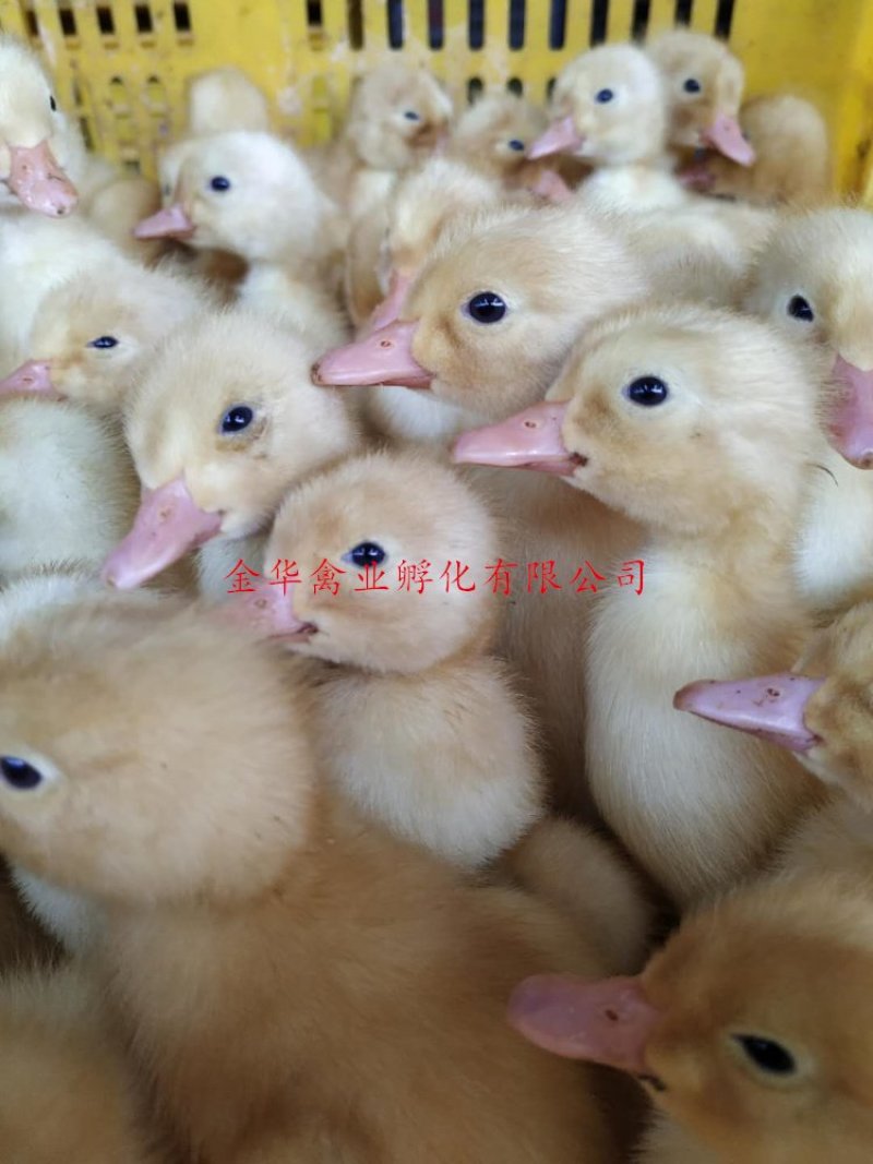 白鸭苗