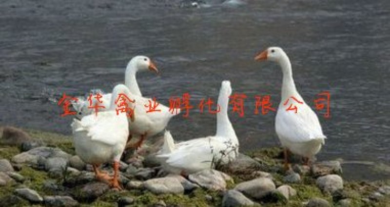 白鸭苗